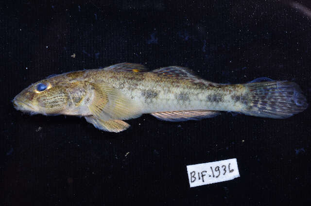 Image of Glossogobius giuris