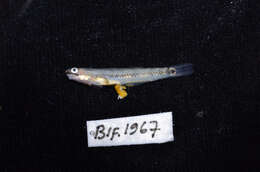 Image of Neon goby