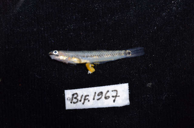 Image of Neon goby