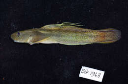 Image of Sicyopterus microcephalus (Bleeker 1855)