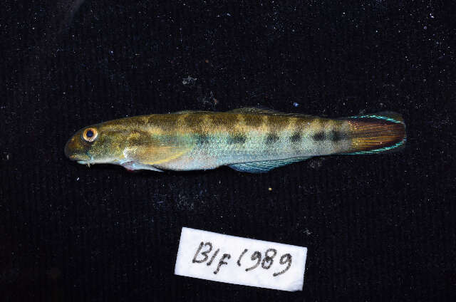 Image of Red-tailed goby