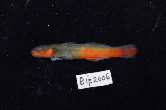 Image of Sicyopus rubicundus Keith, Hadiaty, Busson & Hubert 2014