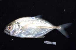 Image of Big-eye trevally