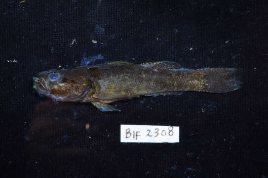 Image of Spine-cheek gudgeon