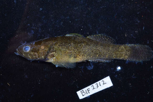 Image of Spine-cheek gudgeon