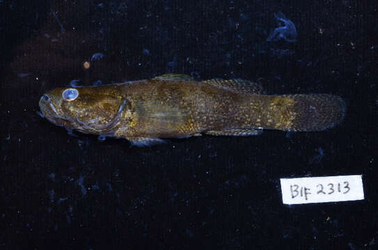 Image of Spine-cheek gudgeon