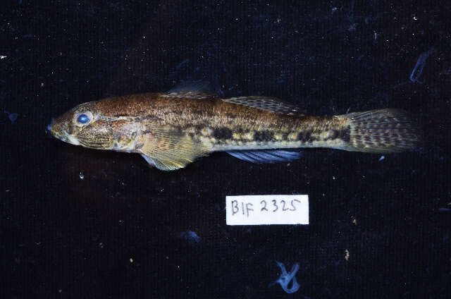 Image of Glossogobius giuris