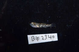 Image of Bigmouth Goby