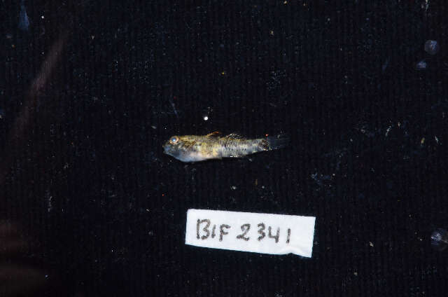 Image of Bigmouth Goby