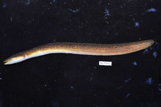 Image of Giant Long-finned Eel