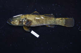 صورة Belobranchus belobranchus (Valenciennes 1837)