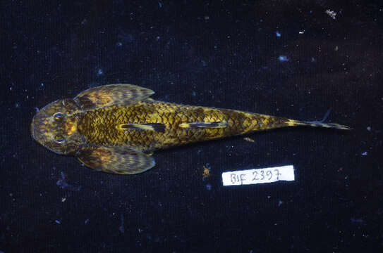 Image of loach gobies