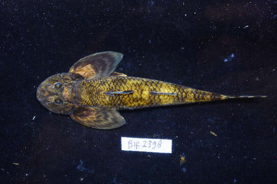 Image of loach gobies