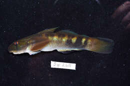 Image of Cleft-lipped goby