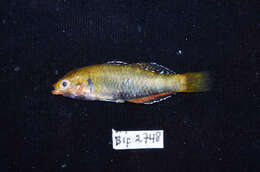 Image of Rainbow gudgeon