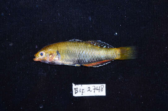 Image of Rainbow gudgeon