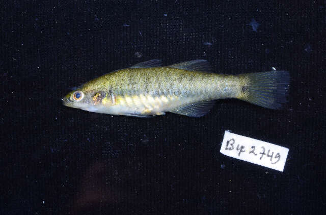 Image of Rainbow gudgeon