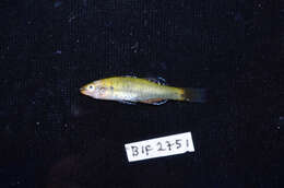 Image of Rainbow gudgeon