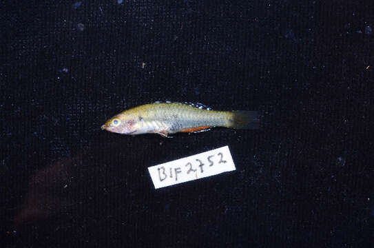 Image of Rainbow gudgeon