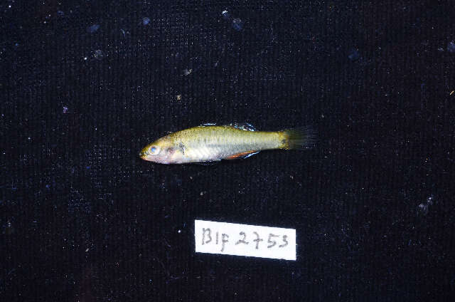 Image of Rainbow gudgeon