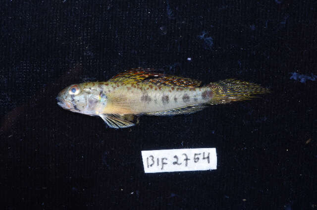 Image of Oligolepis