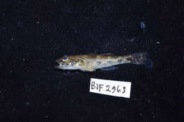 Image of Glossogobius giuris