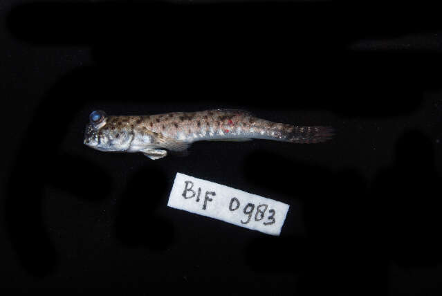 Image of Pearse's mudskipper