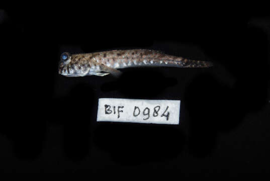 Image of Pearse's mudskipper