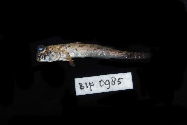 Image of Pearse's mudskipper