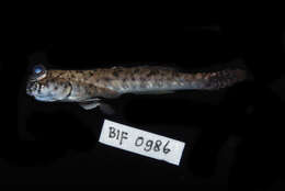 Image of Pearse's mudskipper