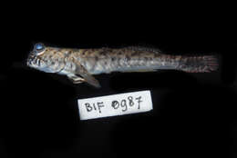 Image of Pearse's mudskipper