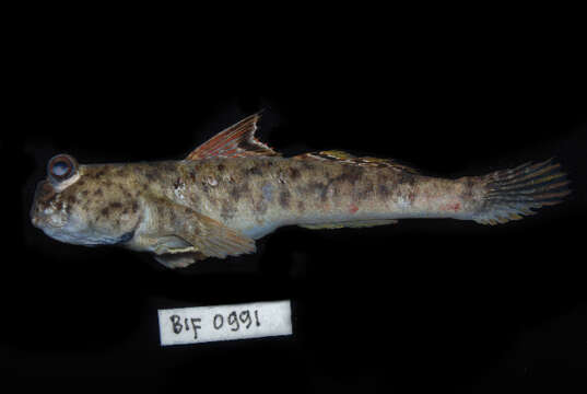 Image of Pearse's mudskipper