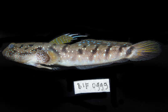 Image of Blue-spotted Mudskipper