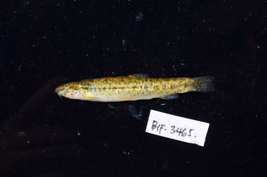 Image of Lepidocephalichthys
