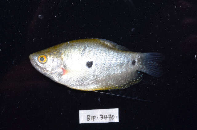 Trichopodus trichopterus resmi