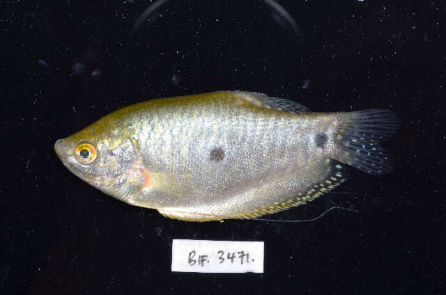 Image of Trichopodus trichopterus