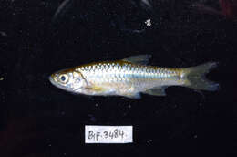 Слика од Rasbora lateristriata (Bleeker 1854)