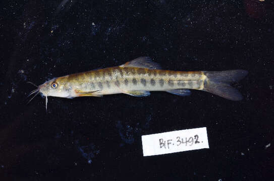 Image of Barred loach