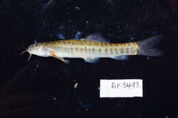 Image of Barred loach