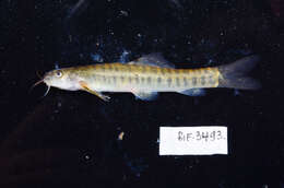 صورة Nemacheilus fasciatus (Valenciennes 1846)