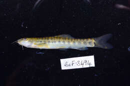 Image of Barred loach