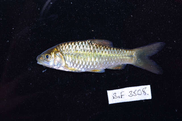 Image of Spotted barb