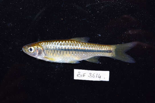 Rasbora lateristriata (Bleeker 1854)的圖片