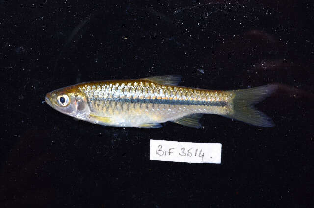 Слика од Rasbora lateristriata (Bleeker 1854)