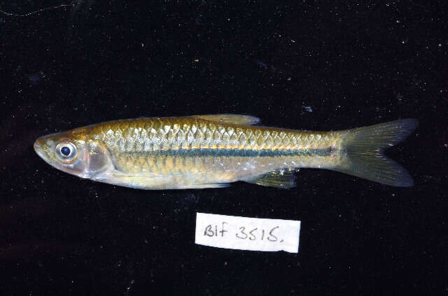 Слика од Rasbora lateristriata (Bleeker 1854)