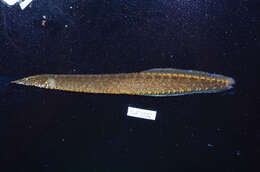 Image of Buff-backed spiny eel