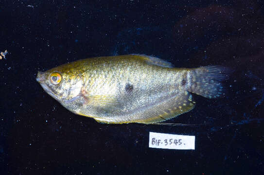 Image of Trichopodus trichopterus