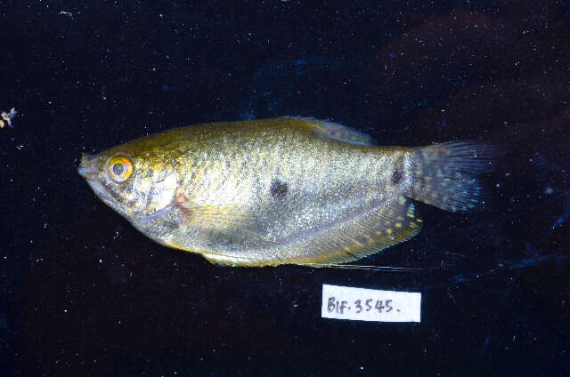 Trichopodus trichopterus resmi