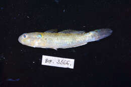 Image of Dog-toothed goby