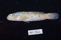 Image of Dog-toothed goby